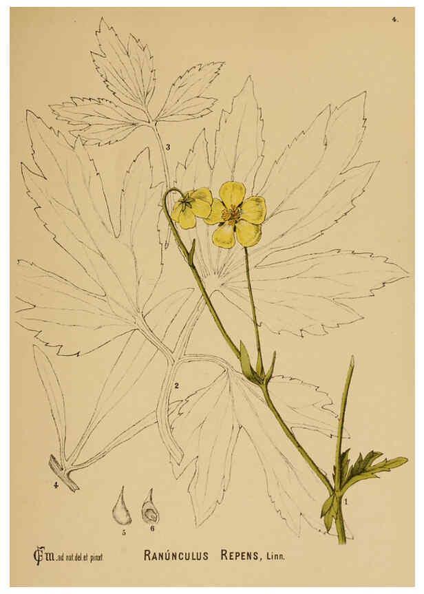 Reproducción/Reproduction 6025387521: American medicinal plants New York,Boericke & Tafel,c1887
