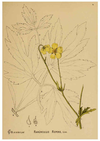Reproducción/Reproduction 6025387521: American medicinal plants New York,Boericke & Tafel,c1887