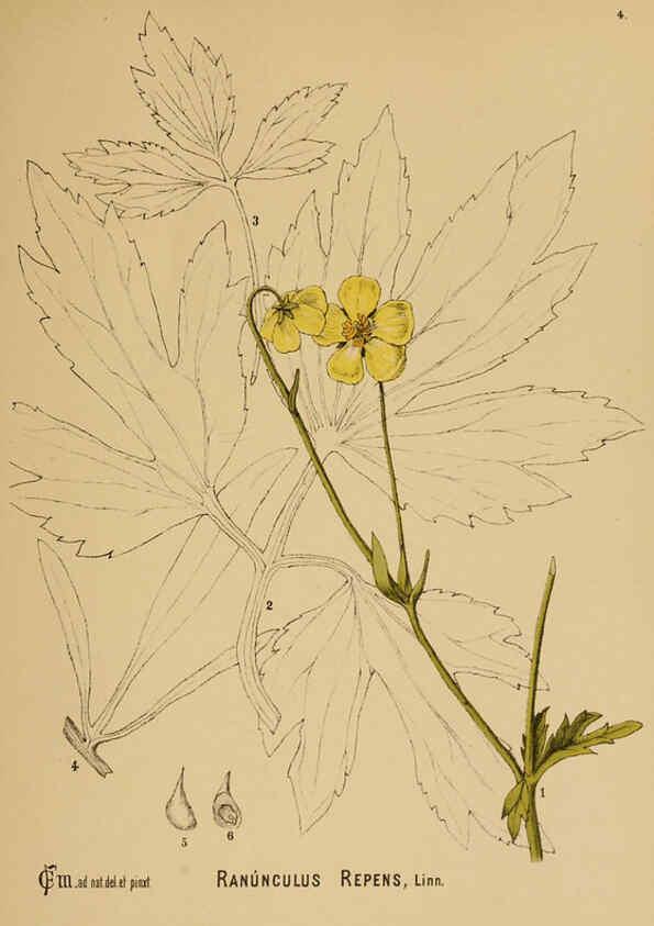 Reproducción/Reproduction 6025387521: American medicinal plants New York,Boericke & Tafel,c1887