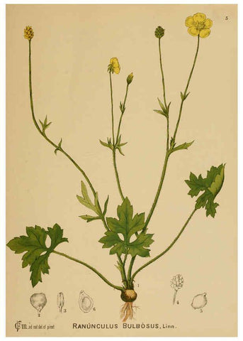 Reproducción/Reproduction 6025387849: American medicinal plants New York,Boericke & Tafel,c1887