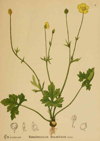 Reproducción/Reproduction 6025387849: American medicinal plants New York,Boericke & Tafel,c1887