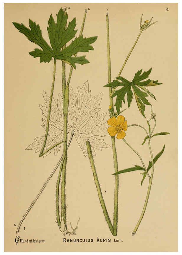 Reproducción/Reproduction 6025388093: American medicinal plants New York,Boericke & Tafel,c1887