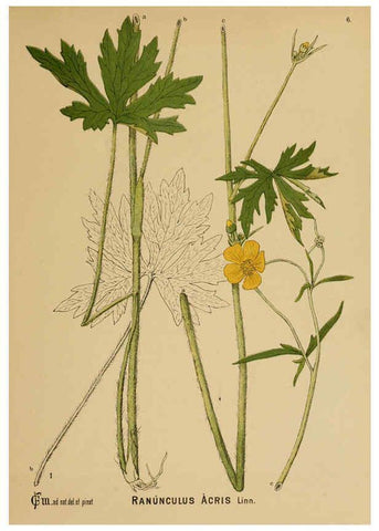 Reproducción/Reproduction 6025388093: American medicinal plants New York,Boericke & Tafel,c1887