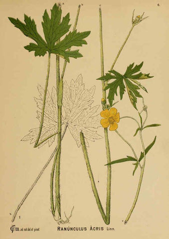 Reproducción/Reproduction 6025388093: American medicinal plants New York,Boericke & Tafel,c1887