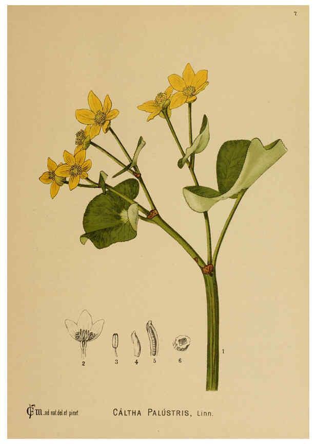 Reproducción/Reproduction 6025388427: American medicinal plants New York,Boericke & Tafel,c1887