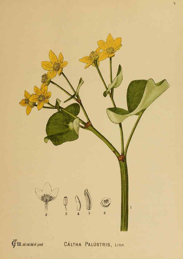 Reproducción/Reproduction 6025388427: American medicinal plants New York,Boericke & Tafel,c1887