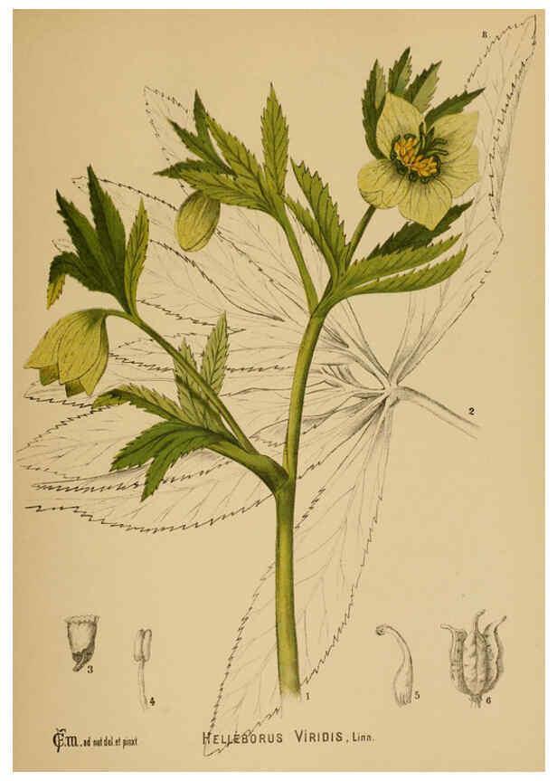 Reproducción/Reproduction 6025944174: American medicinal plants New York,Boericke & Tafel,c1887