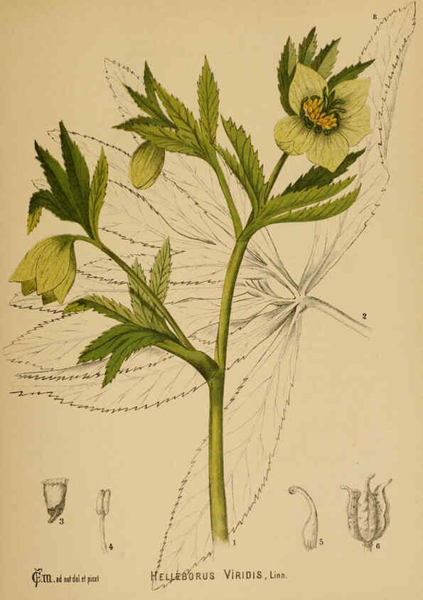 Reproducción/Reproduction 6025944174: American medicinal plants New York,Boericke & Tafel,c1887