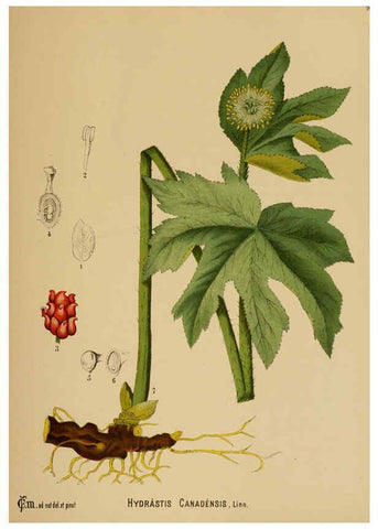 Reproducción/Reproduction 6025944432: American medicinal plants New York,Boericke & Tafel,c1887