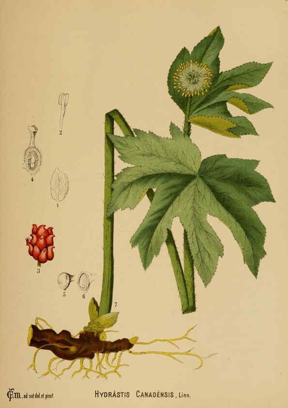 Reproducción/Reproduction 6025944432: American medicinal plants New York,Boericke & Tafel,c1887