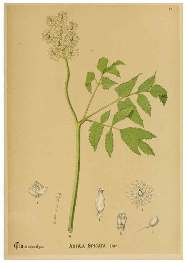 Reproducción/Reproduction 6025944670: American medicinal plants New York,Boericke & Tafel,c1887