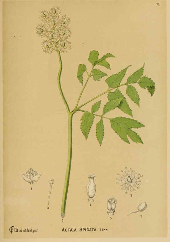 Reproducción/Reproduction 6025944670: American medicinal plants New York,Boericke & Tafel,c1887