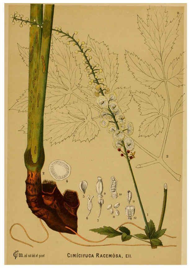 Reproducción/Reproduction 6025945034: American medicinal plants New York,Boericke & Tafel,c1887