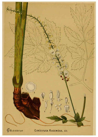Reproducción/Reproduction 6025945034: American medicinal plants New York,Boericke & Tafel,c1887