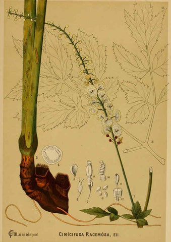 Reproducción/Reproduction 6025945034: American medicinal plants New York,Boericke & Tafel,c1887