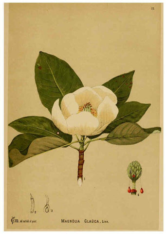 Reproducción/Reproduction 6025945340: American medicinal plants New York,Boericke & Tafel,c1887