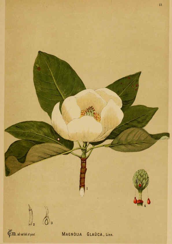 Reproducción/Reproduction 6025945340: American medicinal plants New York,Boericke & Tafel,c1887