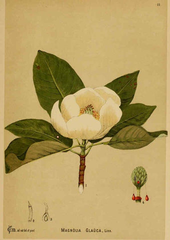 Reproducción/Reproduction 6025945340: American medicinal plants New York,Boericke & Tafel,c1887