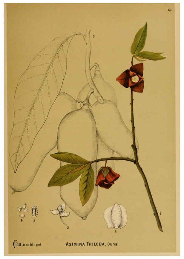 Reproducción/Reproduction 6025390323: American medicinal plants New York,Boericke & Tafel,c1887