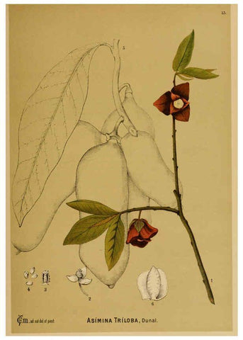 Reproducción/Reproduction 6025390323: American medicinal plants New York,Boericke & Tafel,c1887