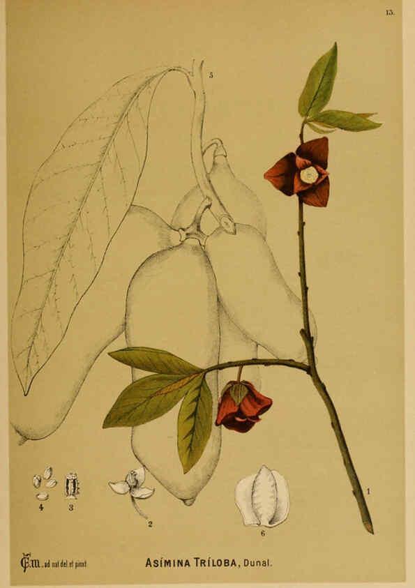 Reproducción/Reproduction 6025390323: American medicinal plants New York,Boericke & Tafel,c1887