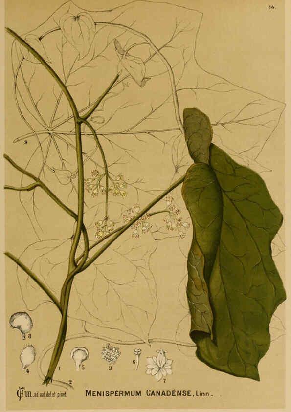 Reproducción/Reproduction 6025945792: American medicinal plants New York,Boericke & Tafel,c1887