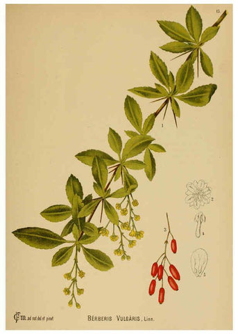Reproducción/Reproduction 6025390799: American medicinal plants New York,Boericke & Tafel,c1887