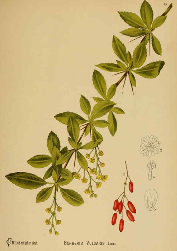 Reproducción/Reproduction 6025390799: American medicinal plants New York,Boericke & Tafel,c1887