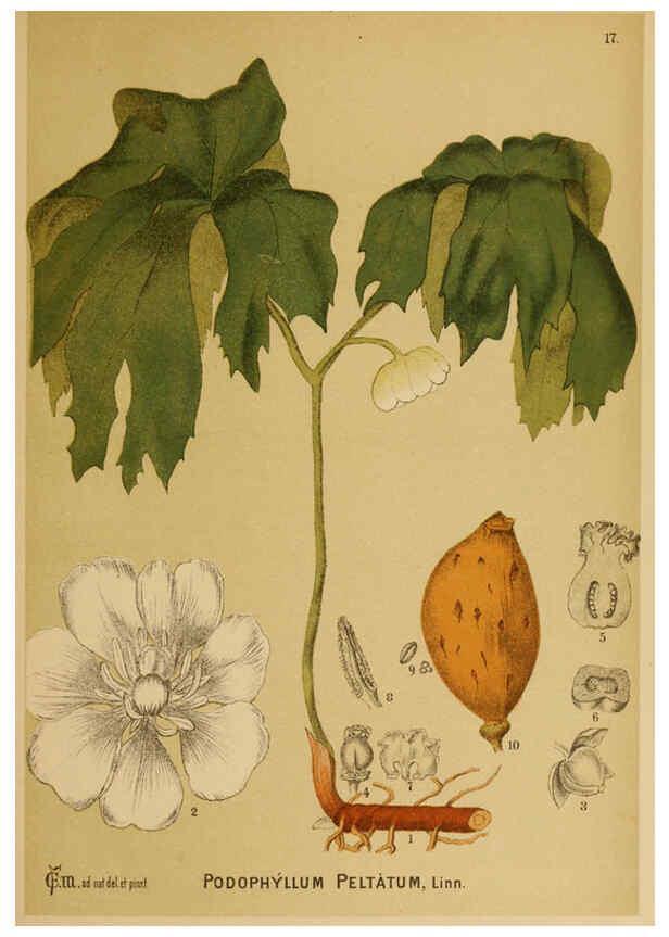 Reproducción/Reproduction 6025391621: American medicinal plants New York,Boericke & Tafel,c1887