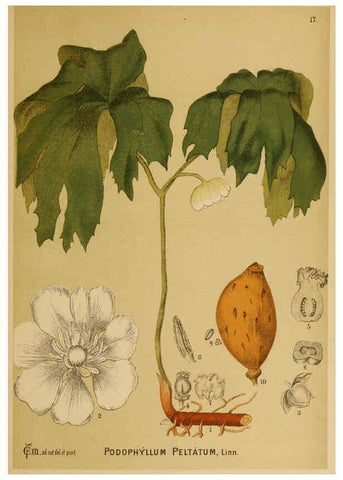 Reproducción/Reproduction 6025391621: American medicinal plants New York,Boericke & Tafel,c1887