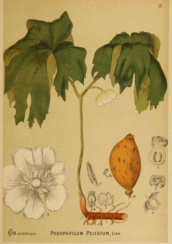 Reproducción/Reproduction 6025391621: American medicinal plants New York,Boericke & Tafel,c1887