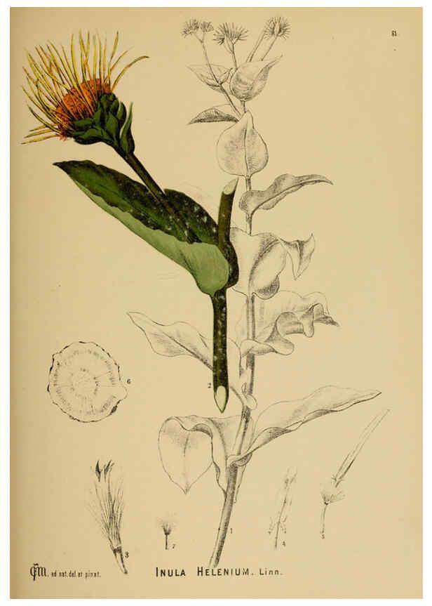 Reproducción/Reproduction 6025413745: American medicinal plants New York,Boericke & Tafel,c1887