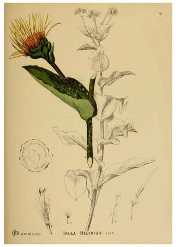 Reproducción/Reproduction 6025413745: American medicinal plants New York,Boericke & Tafel,c1887
