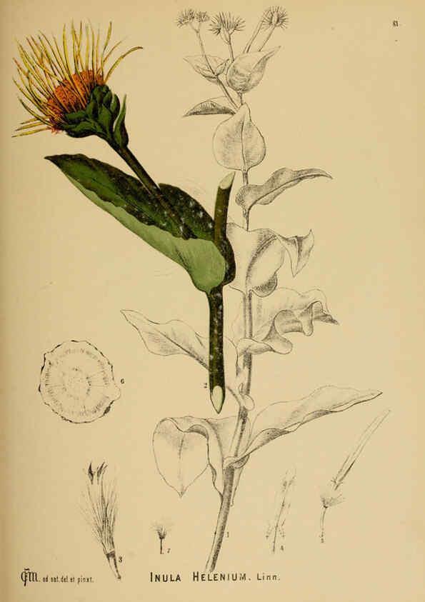 Reproducción/Reproduction 6025413745: American medicinal plants New York,Boericke & Tafel,c1887