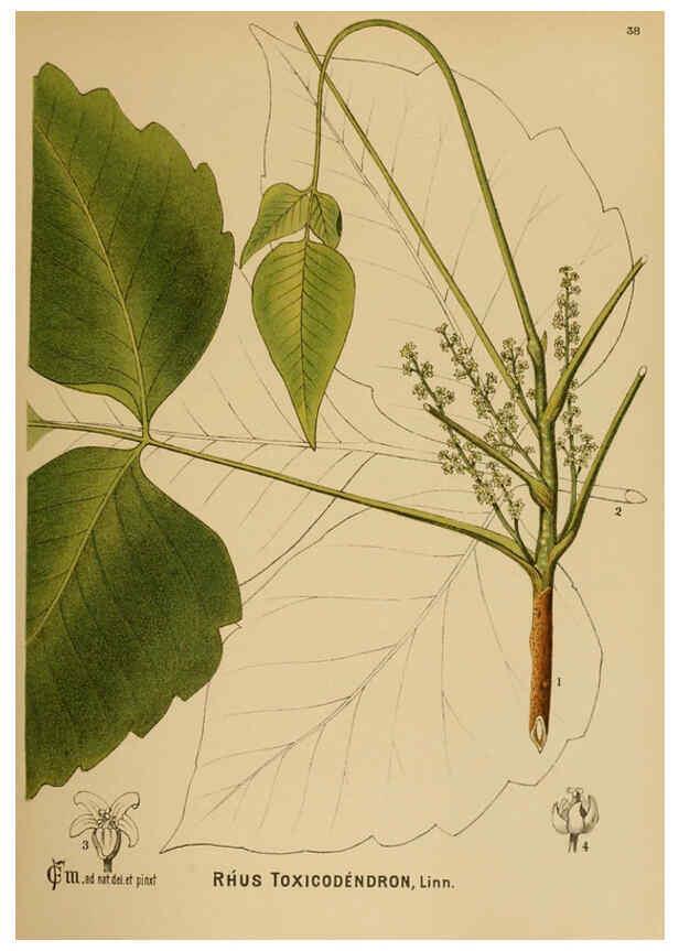 Reproducción/Reproduction 6025952848: American medicinal plants New York,Boericke & Tafel,c1887