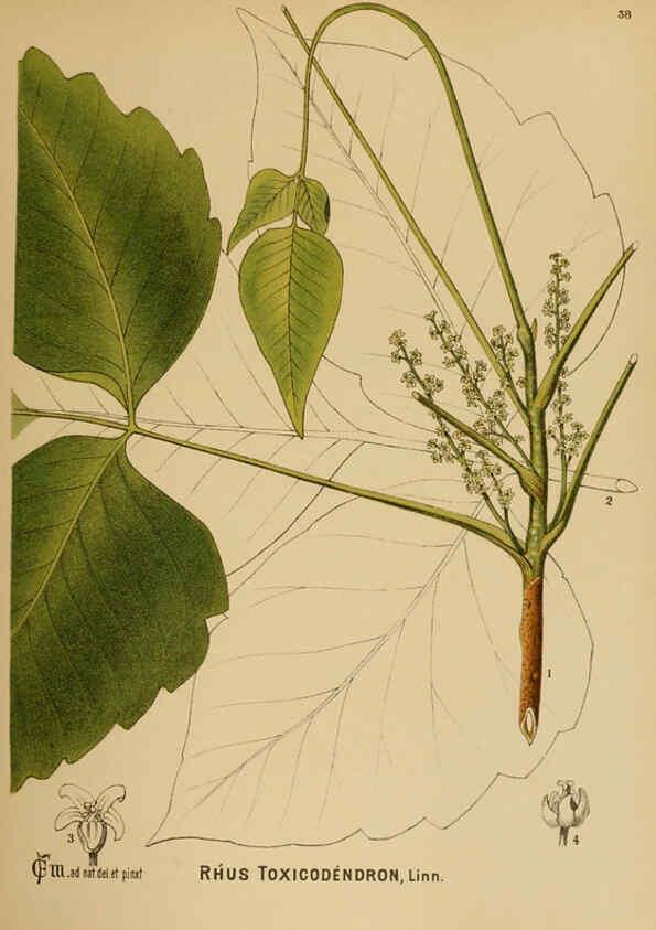 Reproducción/Reproduction 6025952848: American medicinal plants New York,Boericke & Tafel,c1887