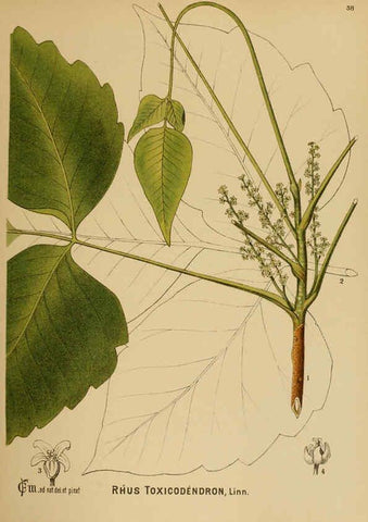 Reproducción/Reproduction 6025952848: American medicinal plants New York,Boericke & Tafel,c1887
