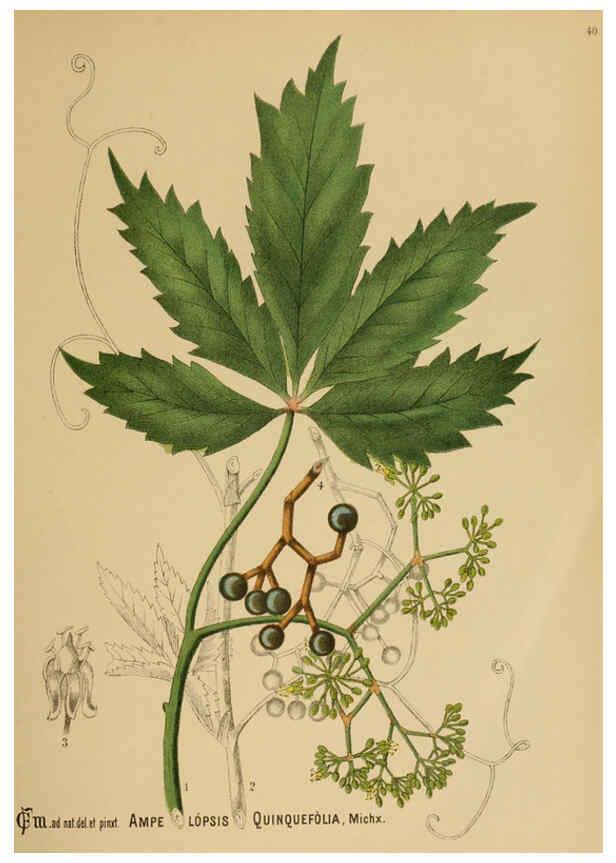 Reproducción/Reproduction 6025953524: American medicinal plants New York,Boericke & Tafel,c1887