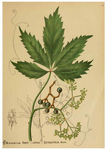 Reproducción/Reproduction 6025953524: American medicinal plants New York,Boericke & Tafel,c1887