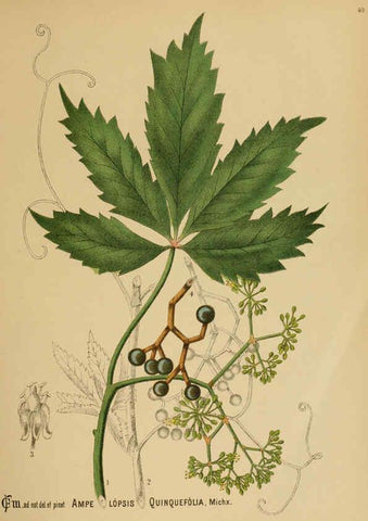Reproducción/Reproduction 6025953524: American medicinal plants New York,Boericke & Tafel,c1887