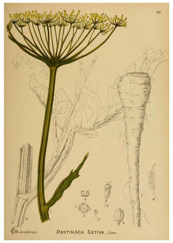Reproducción/Reproduction 6025407941: American medicinal plants New York,Boericke & Tafel,c1887