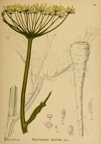 Reproducción/Reproduction 6025407941: American medicinal plants New York,Boericke & Tafel,c1887