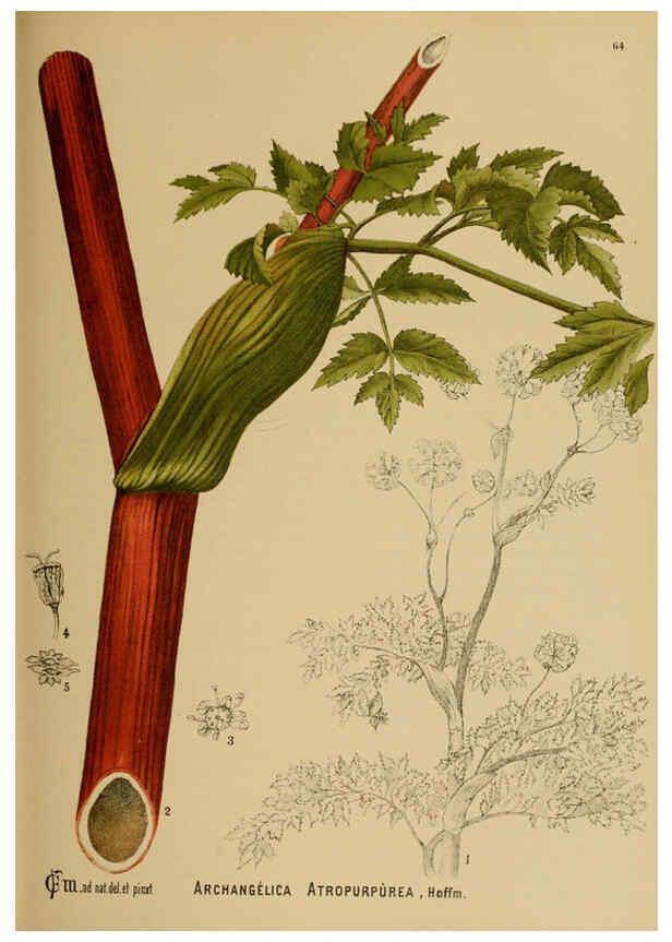 Reproducción/Reproduction 6025963488: American medicinal plants New York,Boericke & Tafel,c1887