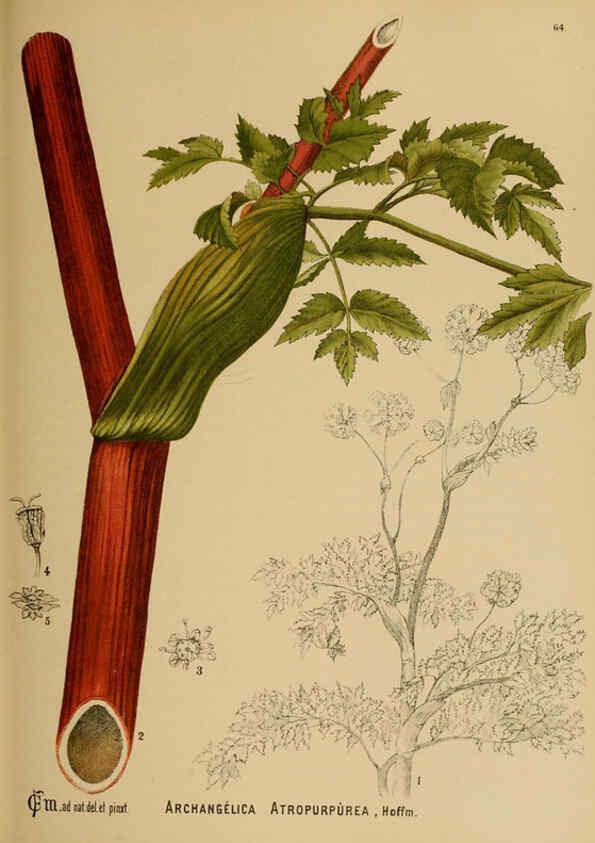 Reproducción/Reproduction 6025963488: American medicinal plants New York,Boericke & Tafel,c1887
