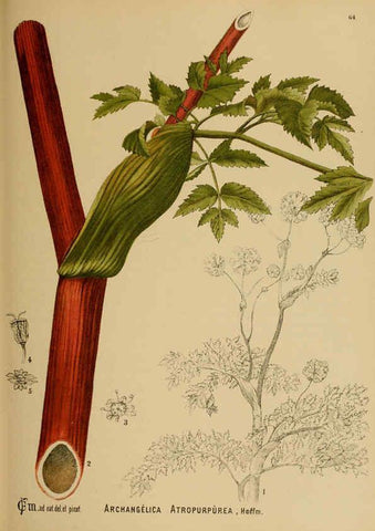 Reproducción/Reproduction 6025963488: American medicinal plants New York,Boericke & Tafel,c1887