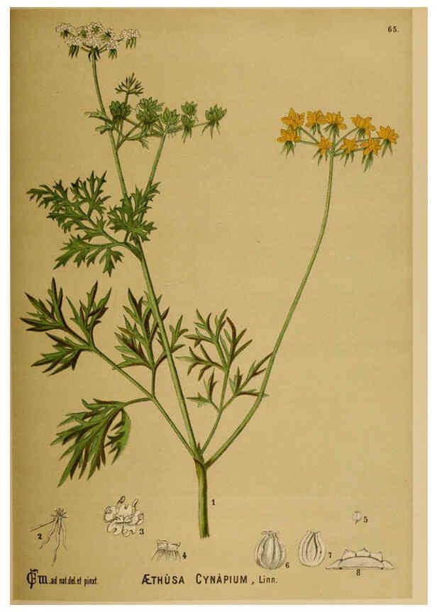 Reproducción/Reproduction 6025963832: American medicinal plants New York,Boericke & Tafel,c1887