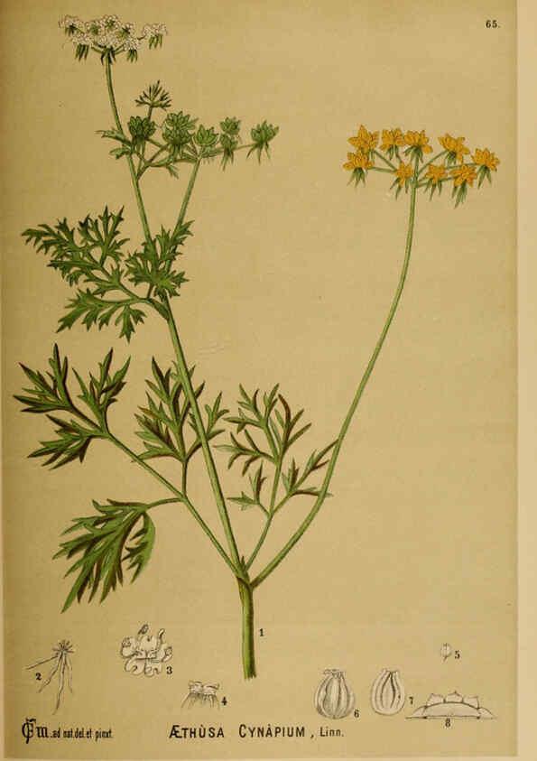 Reproducción/Reproduction 6025963832: American medicinal plants New York,Boericke & Tafel,c1887