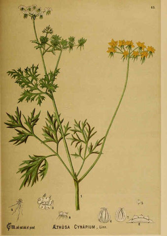 Reproducción/Reproduction 6025963832: American medicinal plants New York,Boericke & Tafel,c1887