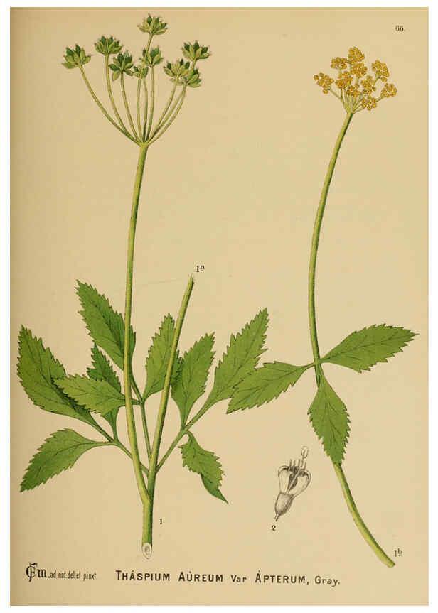 Reproducción/Reproduction 6025408877: American medicinal plants New York,Boericke & Tafel,c1887
