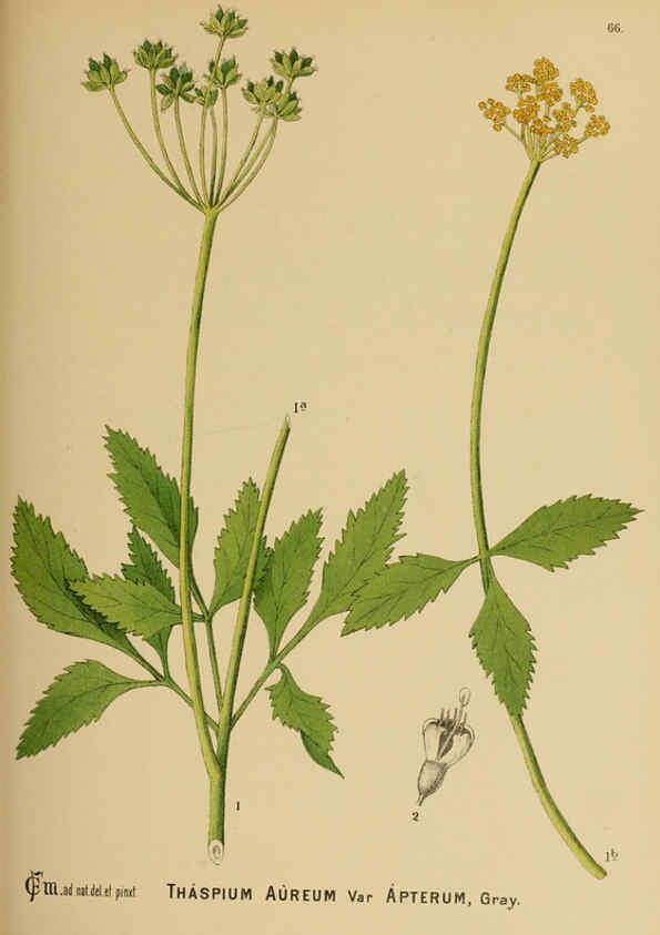 Reproducción/Reproduction 6025408877: American medicinal plants New York,Boericke & Tafel,c1887